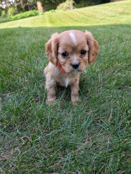 Gordon - Cavalier Puppy