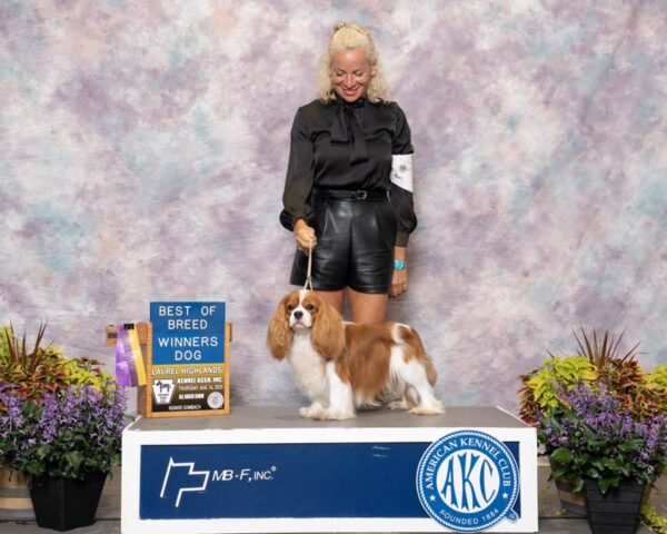 Mountain Breeze Puppies Champion