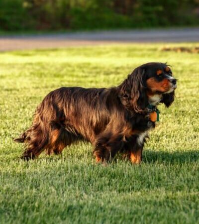 Penny - Cavalier Dam