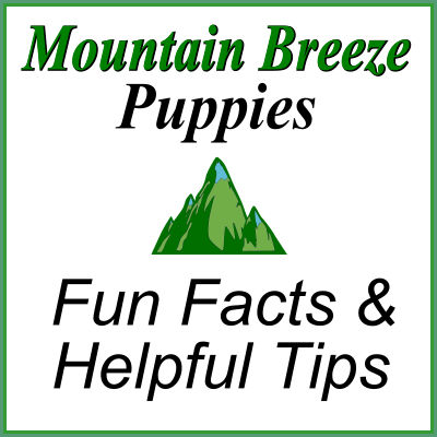 Weight Management & Portion Control: Protecting Your Cavalier’s Joints and Heart
