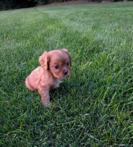 Ranger - Cavalier Puppy