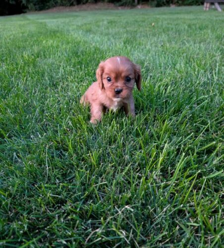 Ranger - Cavalier Puppy