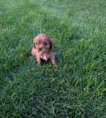 Ranger - Cavalier Puppy