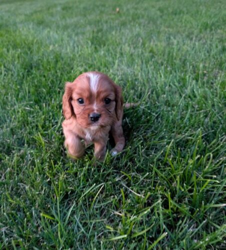 Rusty - Cavalier Puppy