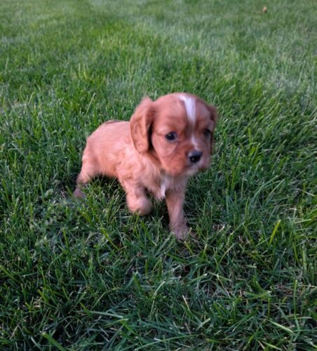 Rusty - Cavalier Puppy