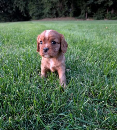 Rusty - Cavalier Puppy